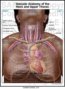 Vascular Anatomy of the Neck and Upper Thorax Medivisuals
