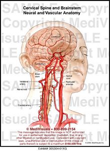 Cervical Spine Brainstem Neural Vascular Anatomy Medivisuals