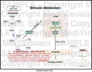 Bilirubin Metabolism Medical Illustration Medivisuals