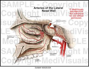 Arteries of the Lateral Nasal Wall Medical Illustration Medivisuals