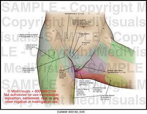 Female Pelvic Cutaneous Nerves Medical Illustration Medivisuals