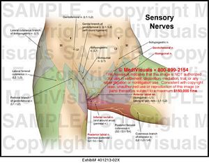Medivisuals Sensory Nerves Medical Illustration