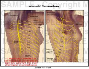 Intercostal Neuroanatomy Medical Illustration Medivisuals