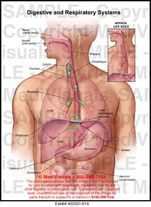 Digestive and Respiratory Systems Medical Exhibit Medivisuals