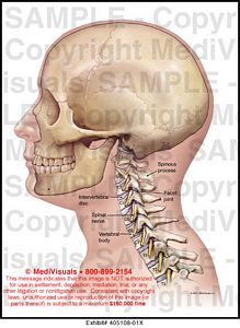 cervical spine anatomy