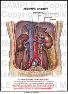Abdominal Anatomy Medical Illustration Medivisuals
