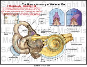 Medivisuals The Normal Anatomy of the Inner Ear Medical Illustration