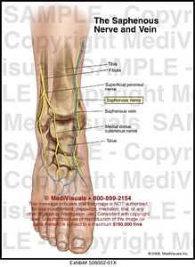 Medivisuals The Saphenous Nerve and Vein Medical Illustration