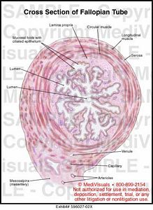 Cross Section of Fallopian Tube Medical Illustration