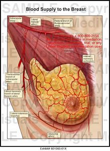 Blood Supply to the Breast Medical Illustration Medivisuals