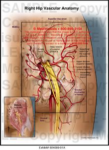Medivisuals Right Hip Vascular Anatomy Medical Illustration