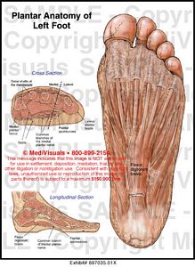 MediVisuals Plantar Anatomy of Left Foot Medical Illustration
