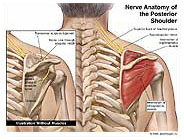 Nerve Anatomy of the Posterior Shoulder Medical Exhibit