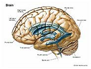 Brain Anatomy Medical Illustration Exhibits