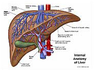 Internal Anatomy of Liver Medical Exhibit Medivisuals