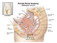 Female Pelvic Anatomy Medical Illustration Medivisuals