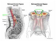 Medivisuals Retroperitoneal Space Medical Illustration