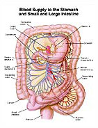 Blood Supply to the Stomach and Small and Large Intestine