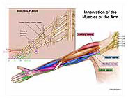 Innervation of the Muscles of the Arm Medical Exhibit Medivisuals