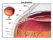 Eye Anatomy Medical Illustration Medivisuals