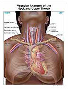 Vascular Anatomy Of The Neck And Upper Thorax Medivisuals