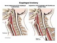 Esophageal Anatomy Medical Illustration Medivisuals