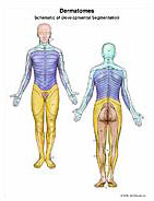 Dermatomes Medical Exhibit Medivisuals