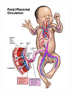 Fetal/Placental Circulation Medical Illustration Medivisuals