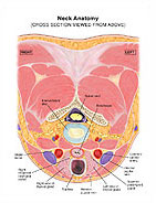 Neck Anatomy (Cross section from above) Medical Illustration