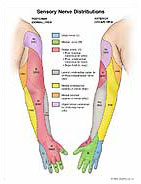 Medivisuals Sensory Nerve Distributions Medical Illustration