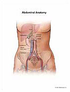 Abdominal Anatomy Medical Illustration Medivisuals