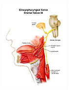 Glossopharyngeal Nerve Cranial Nerve IX Medical Exhibit Medivisuals