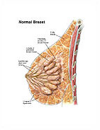 Medivisuals Normal Breast Medical Illustration
