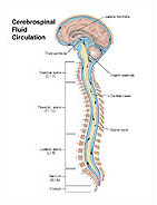 Cerebrospinal Fluid Circulation Medical Illustration Medivisuals