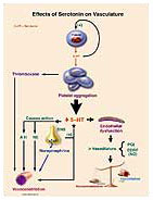 Effects of Serotonin on Vasculature Medical Exhibit Medivisuals