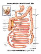 The Adult Lower Gastrointestinal Tract - 498178-01X