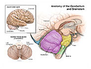 Brain Anatomy Medical Illustration Exhibits