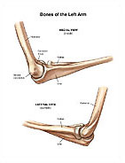 Bones of the Left Arm Medical Illustration Medivisuals