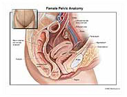 Female Pelvic Anatomy Medical Illustration MediVisuals