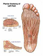 Foot and Toe Anatomy Medical Illustration Exhibits